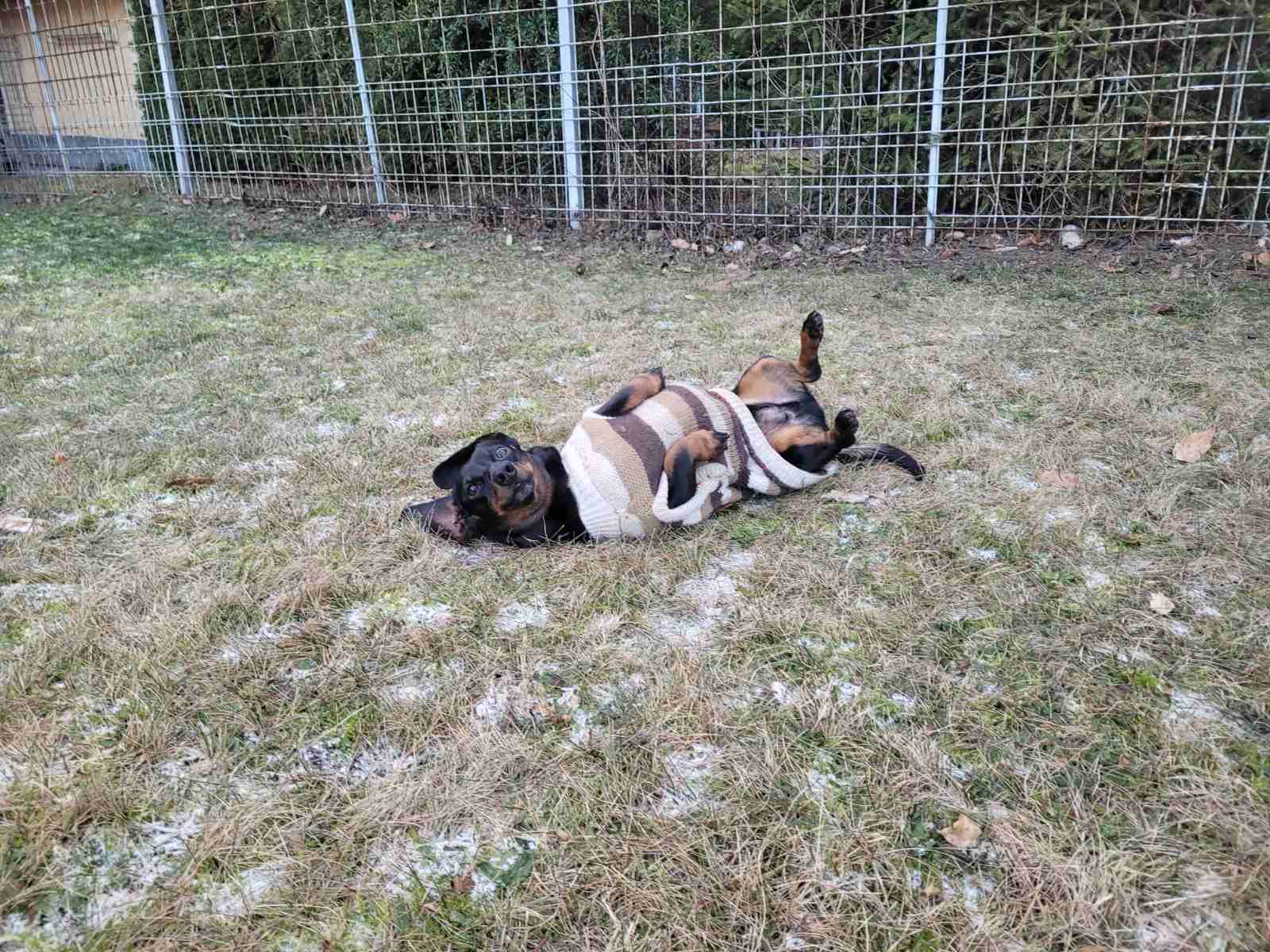 Boldog kutyák